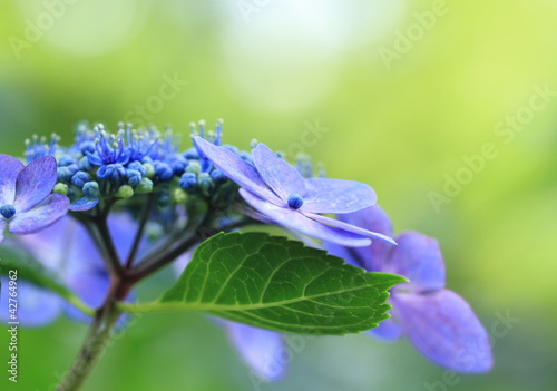 青紫の額紫陽花hydrangea Macrophylla Wall Mural Wallpaper Murals F Studio