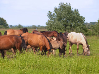 Naklejka na ściany i meble Group of horses with young colts on green meadow