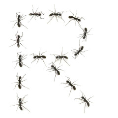 alphabet letters spelled by ant in line