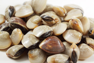 clams