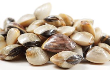 clams