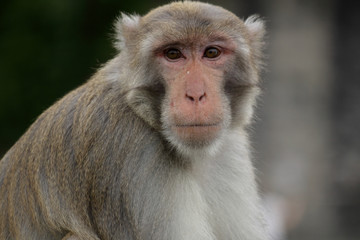 Close-up of a Common Squirrel Monkey