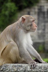 Close-up of a Common Squirrel Monkey