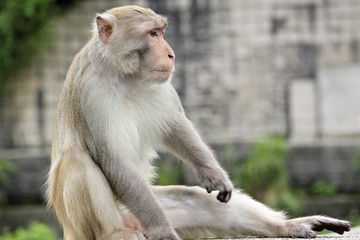 Close-up of a Common Squirrel Monkey