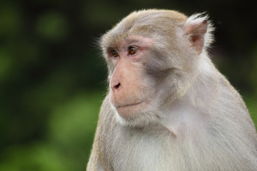 Close-up of a Common Squirrel Monkey