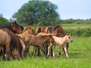Group of  horses with young colts on green meadow