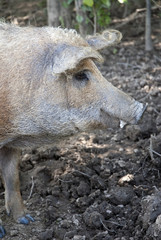 Mangalicaschwein