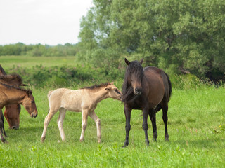 Obraz na płótnie Canvas Dark horse with young colt on green meadow