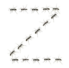 alphabet letters spelled by ant in line
