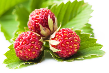 ripe berries of wild strawberries on green leaves