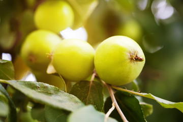 branch with green apples