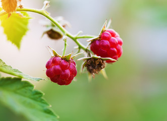 ripe raspberries