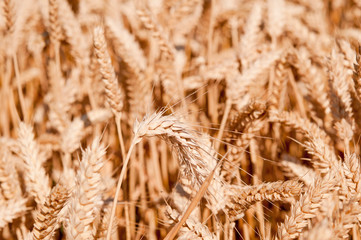 grain field