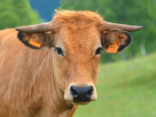 VACHE DE RACE AUBRAC