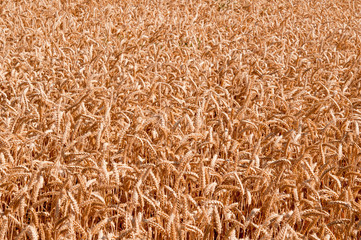 grain field