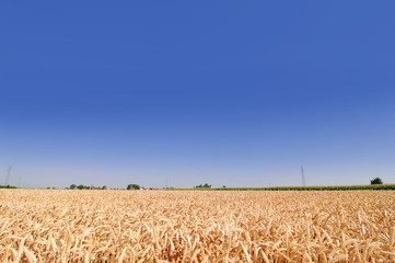grain field