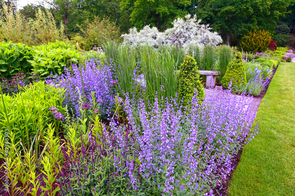 Canvas Prints garden landscaping, blooming salvia