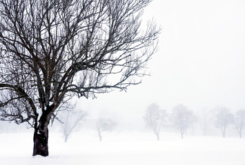 foggy winter landscape