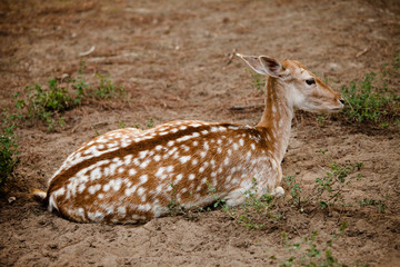 cervo daino