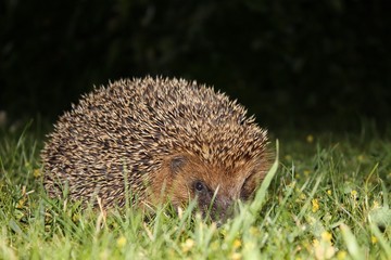 herisson dans herbe 3