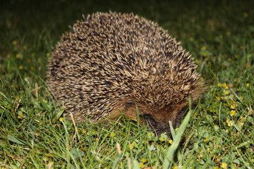 herisson dans herbe