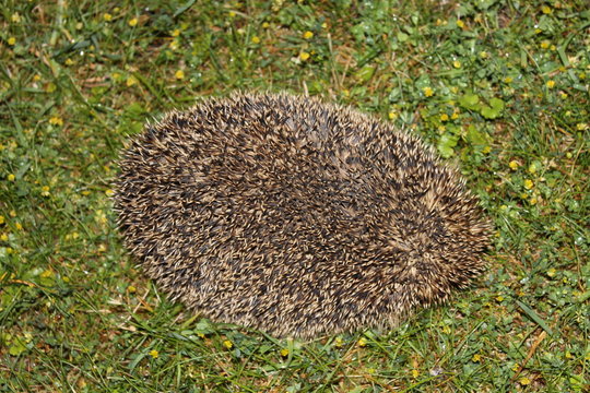 dessus herisson dans herbe