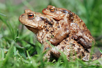 Common Toads Mating