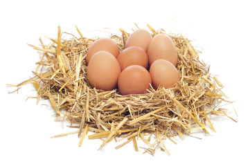 eggs in a nest