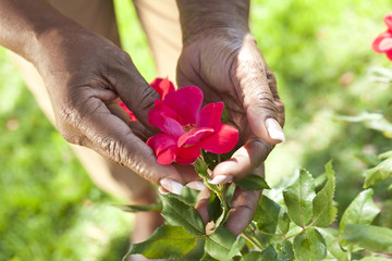Naklejka premium Senior African American Woman Hands Holding Rose Flower