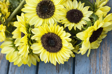 Fall Sunflowers