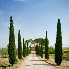Cypress alley in Tuscany