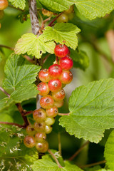 johannisbeeren