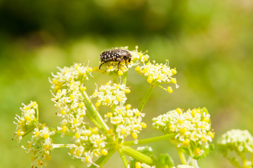 bug in yellow flowers