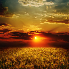 golden wheat field and sunset