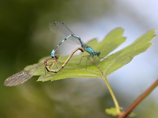 Paarungsrad der Gemeinen Becherjungfer (Enallagma cyathigerum)