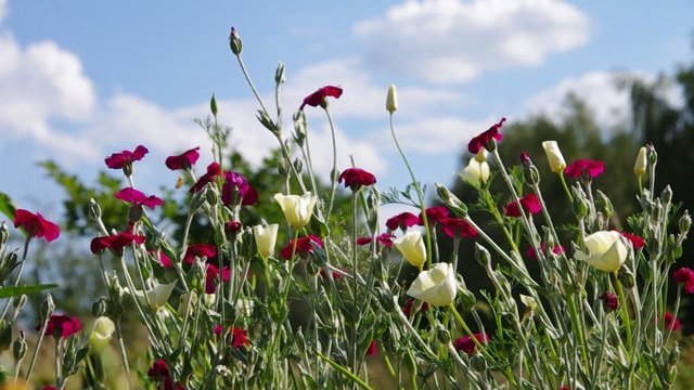 Mohnfeld vid 01 orig