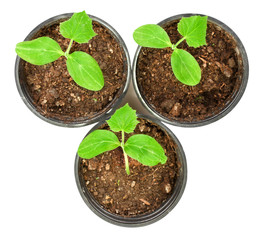 Green plants