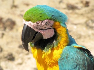 Portrait of Blue and Yellow Macaw, Ara Ararauna