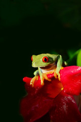 Rotaugenlaubfrosch Agalychnis callidryas