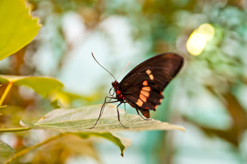 Тропическая бабочка