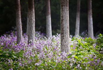 Landscape photo of Forest in the springtime