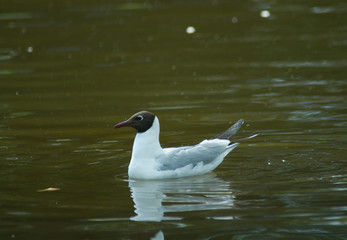 Black-headed Gull, Gull, Chroicocephalus ridibundus