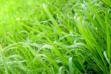 Green grass close up