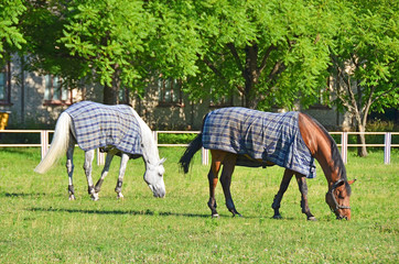 White and red horse in pasture near stable