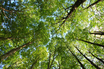 Fototapeta premium Tops of trees background
