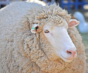 Close up shot of an Australian adult merino sheep