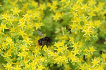 コマルハナバチ