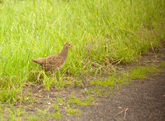 Partridge - Perdix perdix