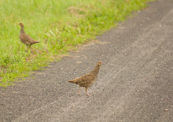 Partridge - Perdix perdix