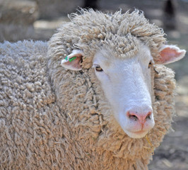 close up shot of an Australian adult merino sheep